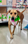 Load image into Gallery viewer, Pretty in Pink Cabana | Cooling Bandana