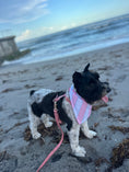 Load image into Gallery viewer, Pretty in Pink Cabana | Cooling Bandana