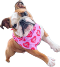 Load image into Gallery viewer, DOGS BEFORE DUDES | Dog Bandana