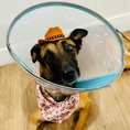 Load image into Gallery viewer, Brown Classic Country | Cooling Bandana