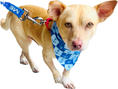 Load image into Gallery viewer, Nautical Anchors | Bandana