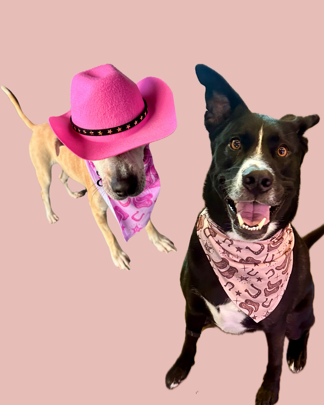 THE COUNTRY COLLECTION