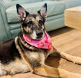 Load image into Gallery viewer, Signature Pink DOGS BEFORE DUDES | Cooling Bandana
