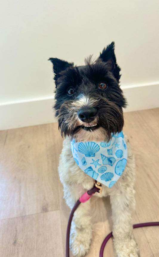 Coastal Blue Seashells | Cooling Bandana