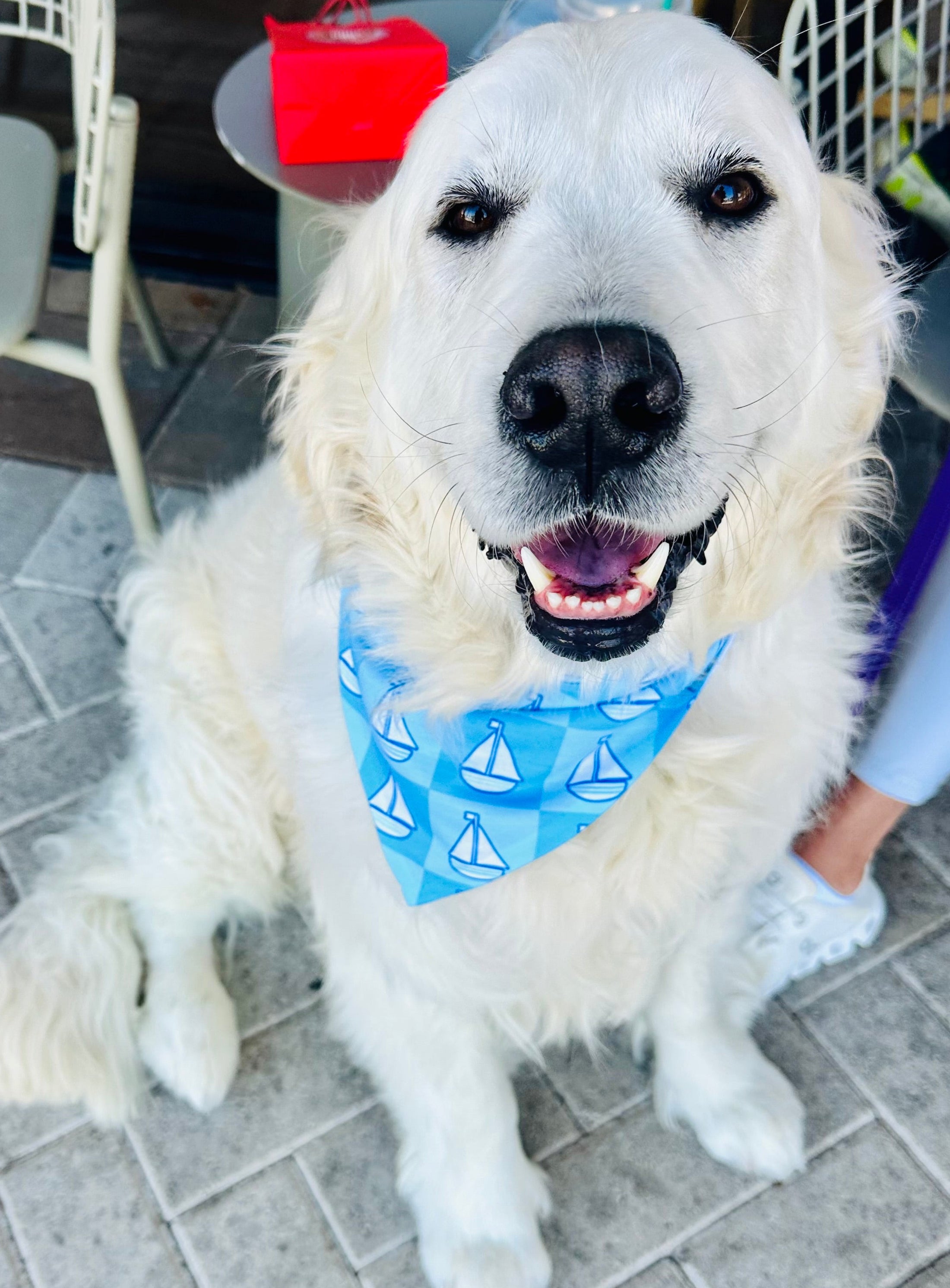 An English Cream Golden Retriever is sitting on the patio at Starbucks in Jupiter, Florida, wearing the "Seas the Day Sailboats" bandana from Dogs Before Dudes, which features a light and bright blue checkered print with white sailboats on each square.