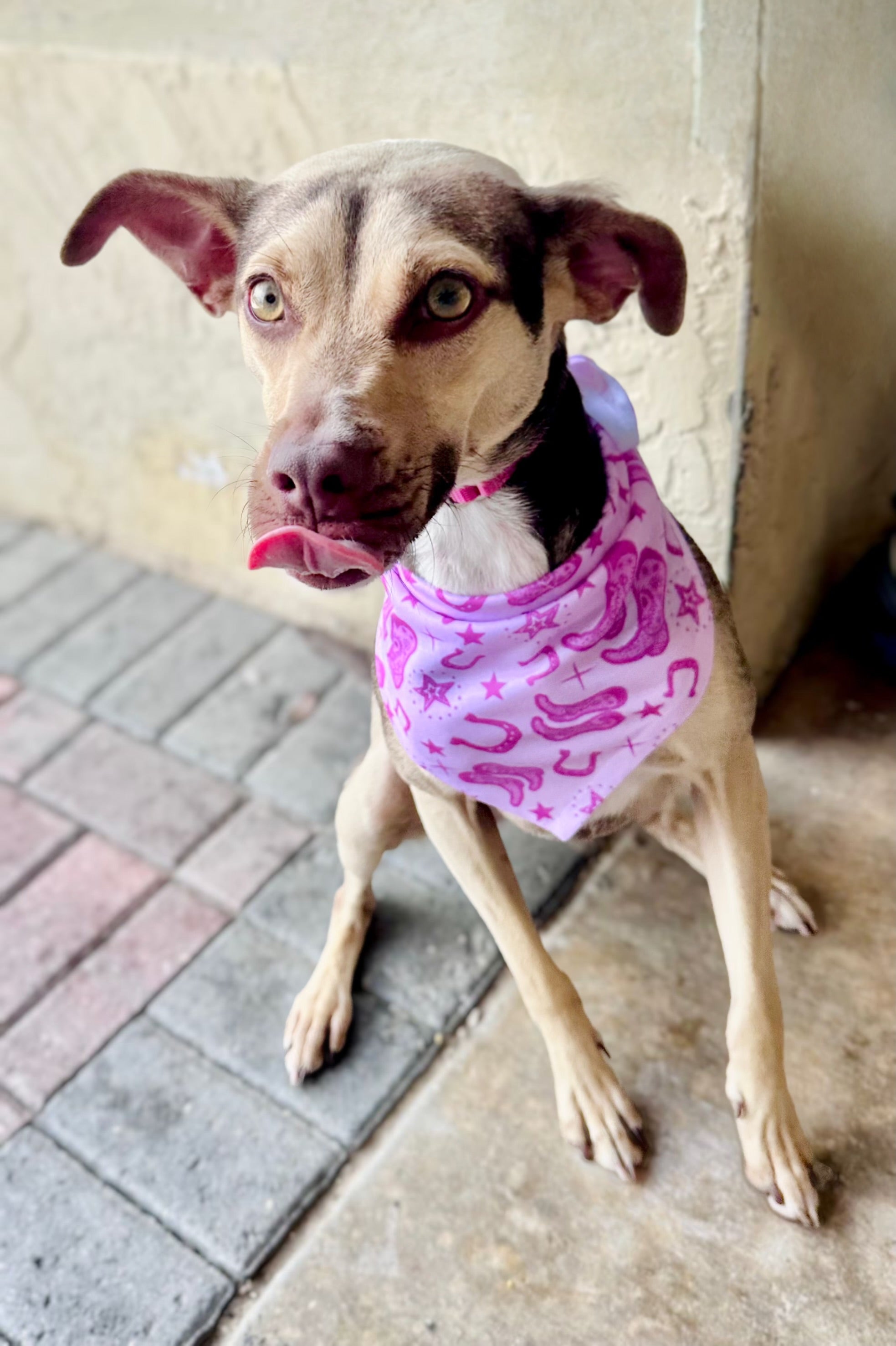 Pretty in Pink Country | Cooling Bandana