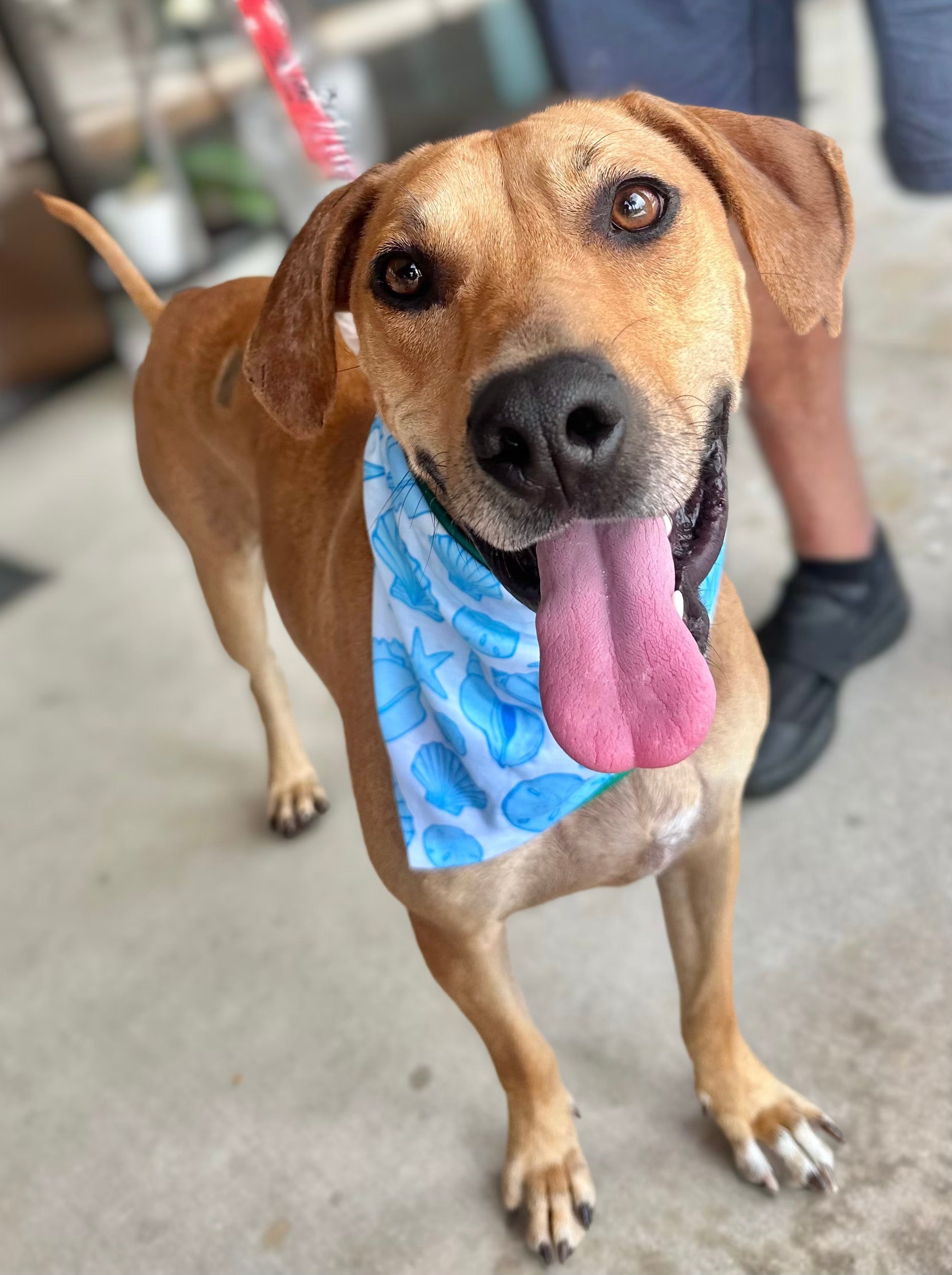Coastal Blue Seashells | Cooling Bandana