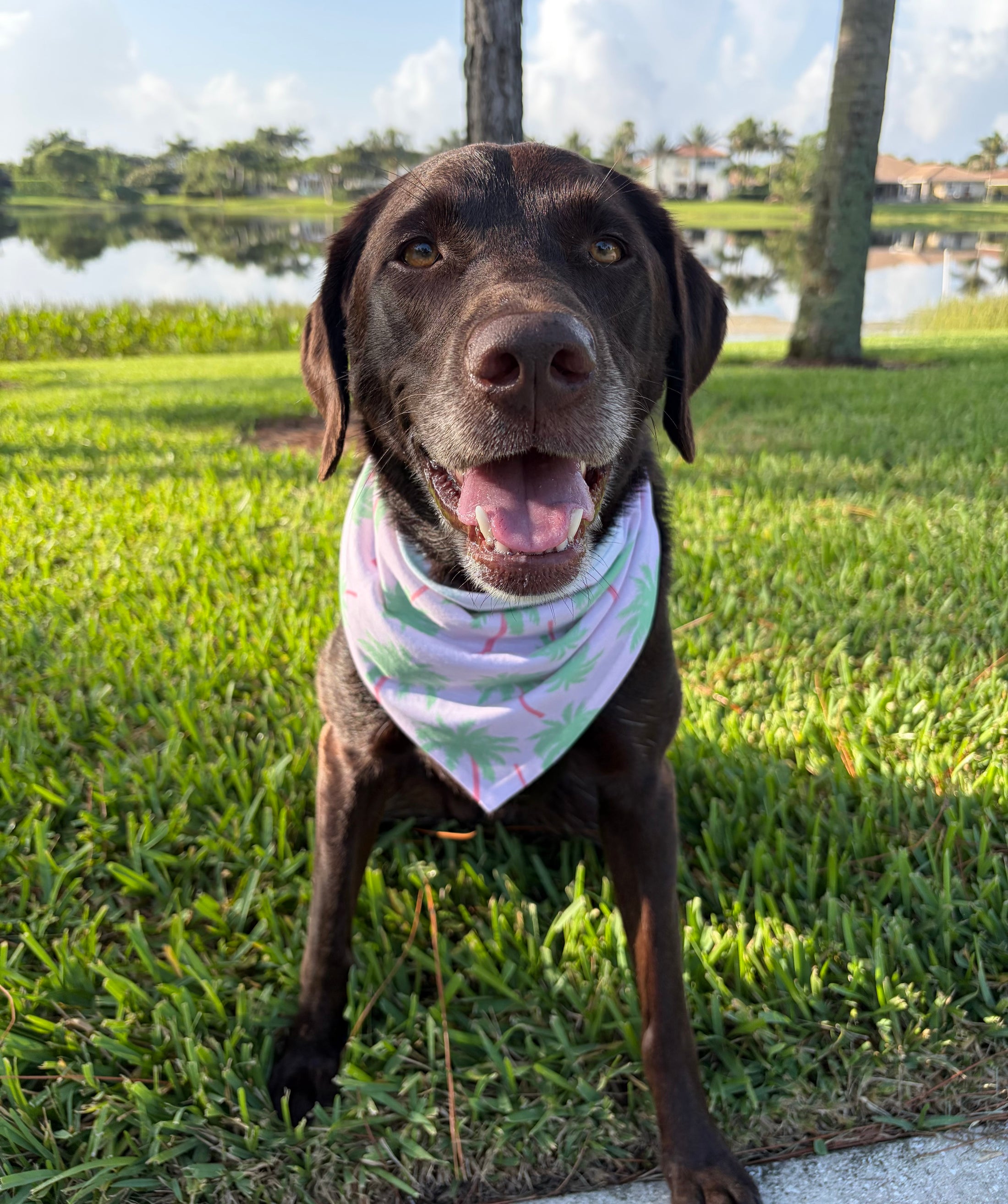 Tropical Palms | Bandana