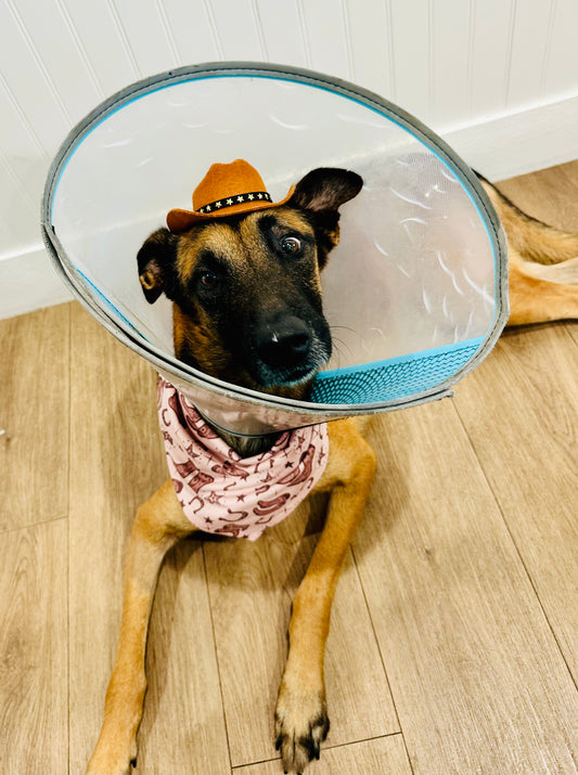 Brown Classic Country | Dog Bandana