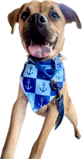 Load image into Gallery viewer, Nautical Anchors | Bandana
