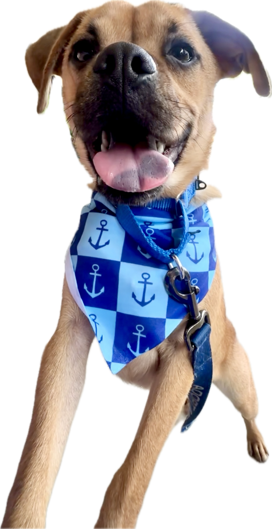 Nautical Anchors | Bandana