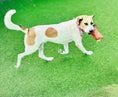 Load image into Gallery viewer, Brown Classic Country | Dog Bandana
