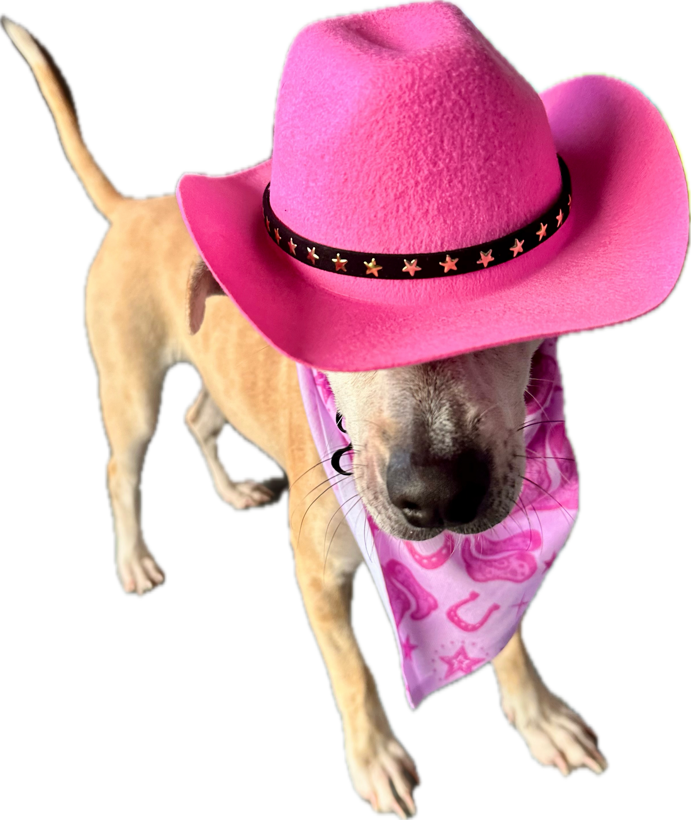 Pretty in Pink Country | Dog Bandana