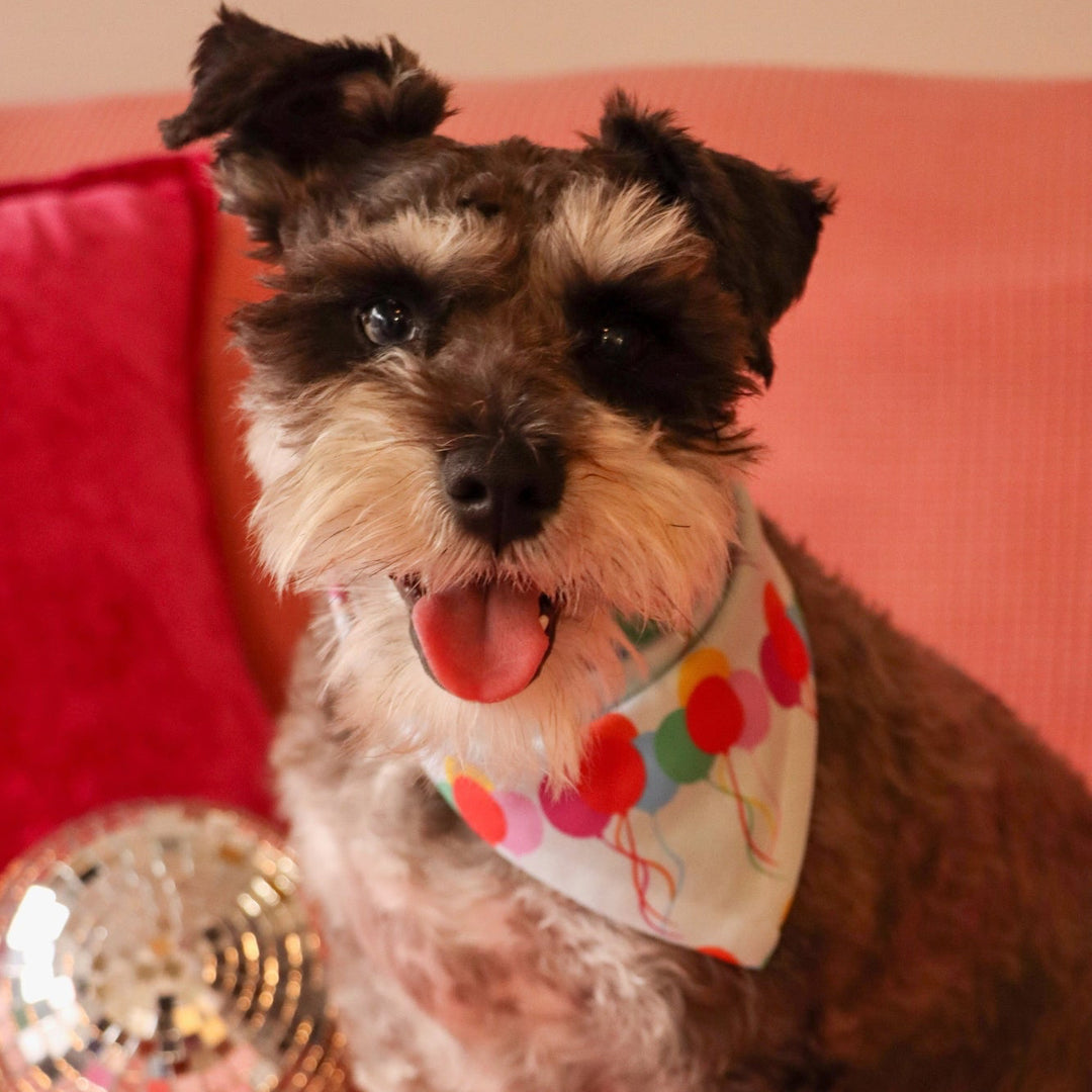 A small mini schnauzer named Stanley wearing a mint green bandana with a colorful party balloon print, sitting on a pink couch  next to a disco ball for the brand DOGS BEFORE DUDES.
