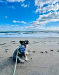 Load image into Gallery viewer, Nautical Anchors | Bandana
